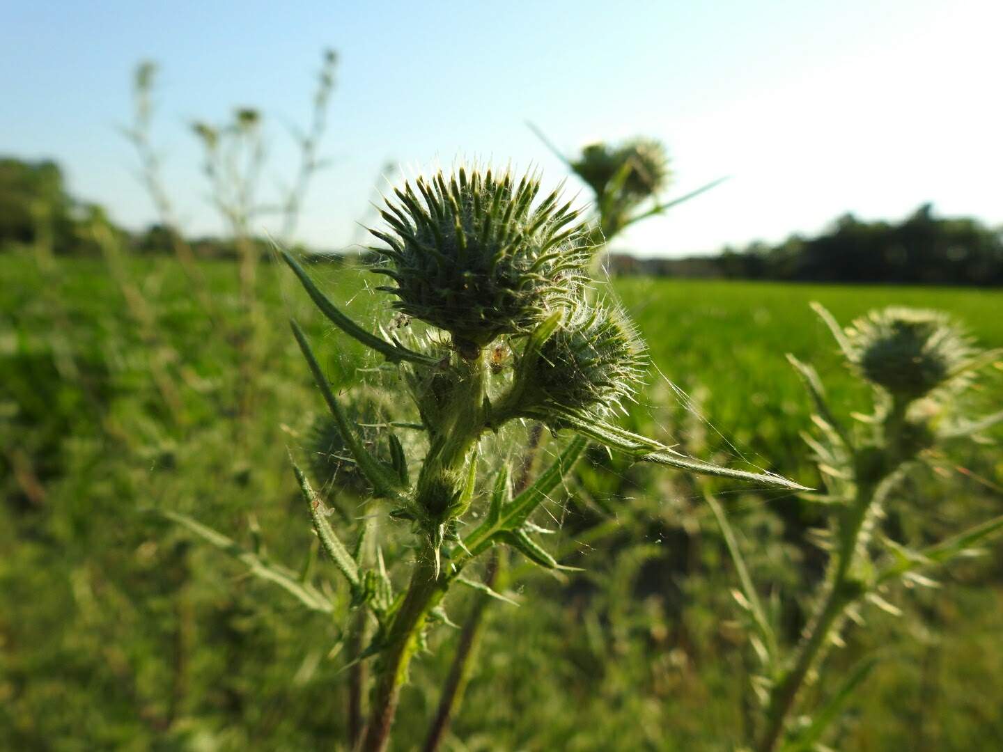 Cirsium vulgare