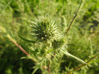 Cirsium vulgare