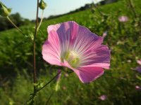 Malva alcea
