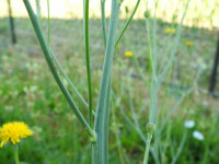Hypochaeris radicata