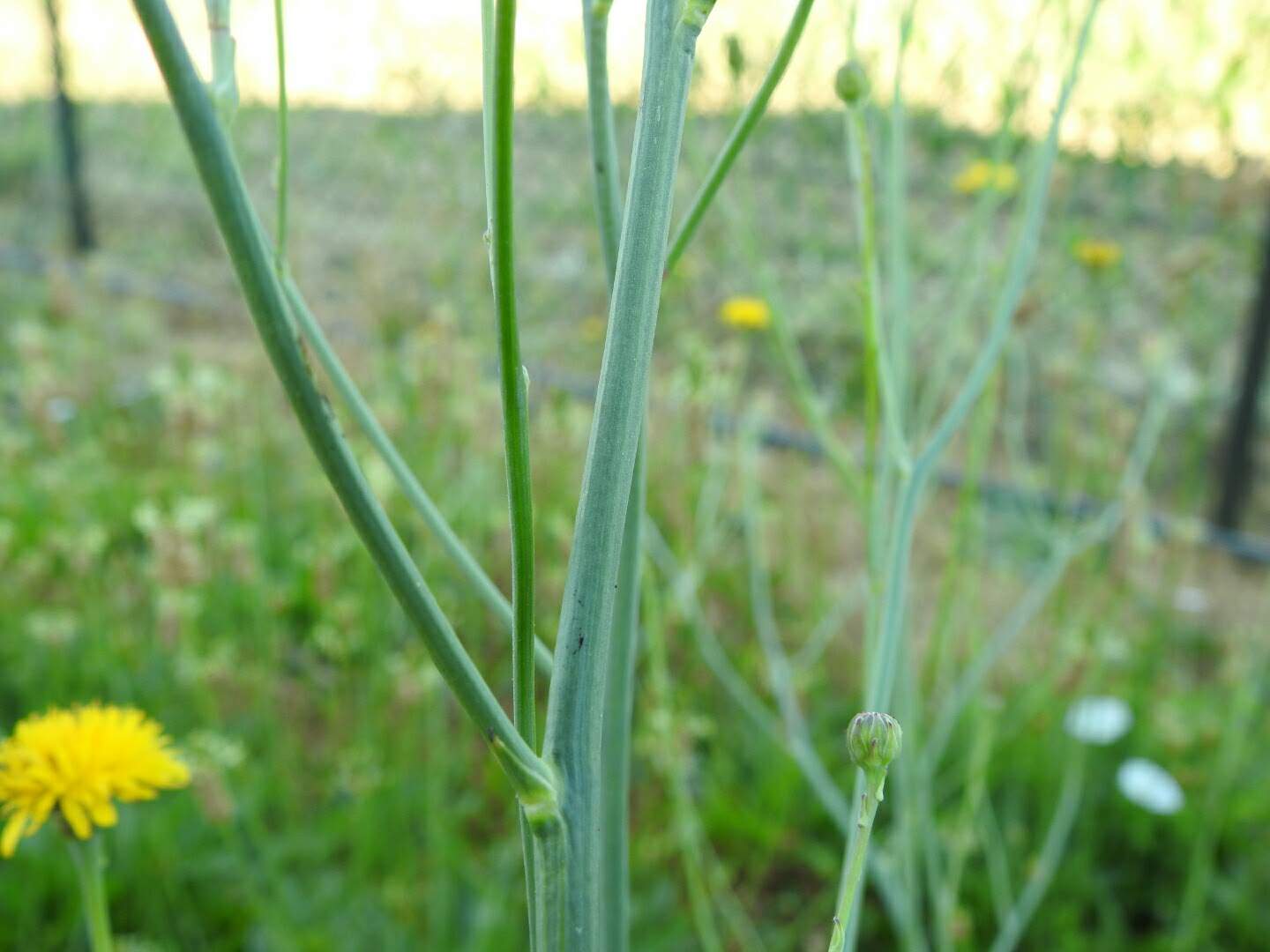 Hypochaeris radicata