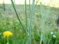 Hypochaeris radicata