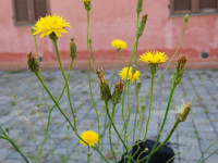 Hypochaeris radicata