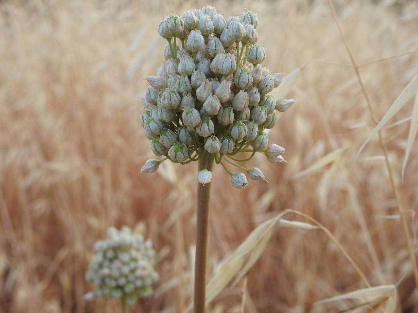 Allium ampeloprasum