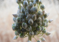 Allium ampeloprasum