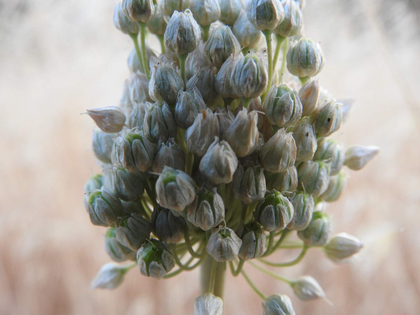 Allium ampeloprasum