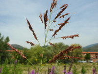 Sorghum halepense