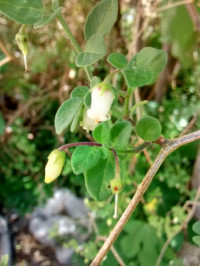 Salpichroa origanifolia