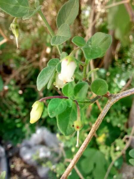 Salpichroa origanifolia