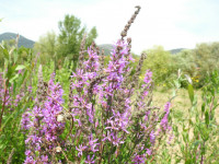 Lythrum salicaria