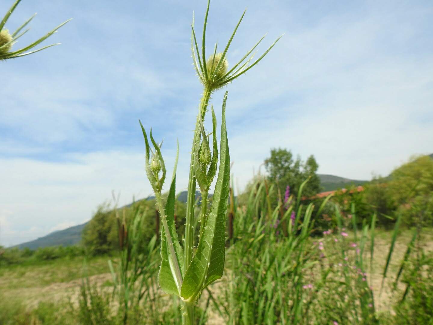 Dipsacus fullonum