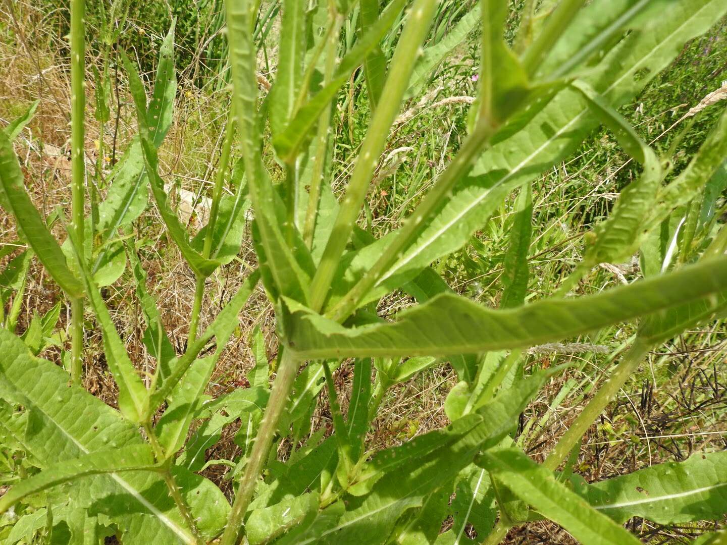 Dipsacus fullonum
