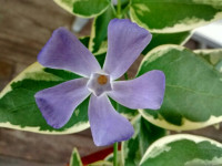 Vinca major