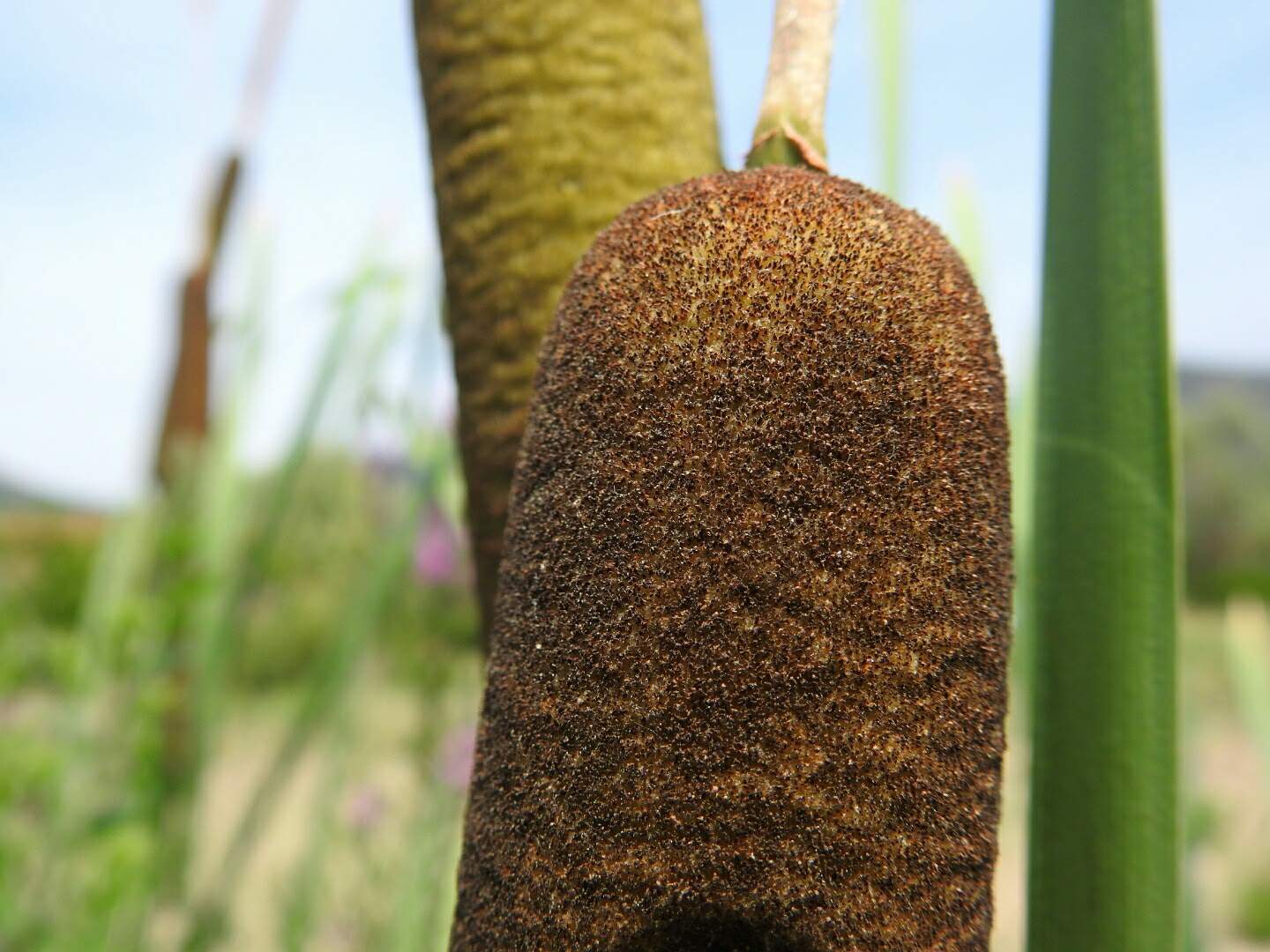 Typha latifolia