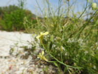 Raphanus raphanistrum