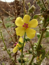 Verbascum sinuatum