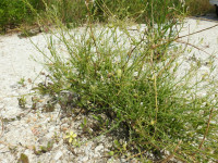 Raphanus raphanistrum
