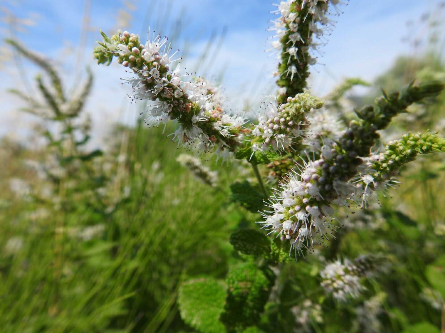 Mentha suaveolens