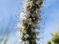 Mentha suaveolens