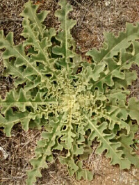 Verbascum sinuatum
