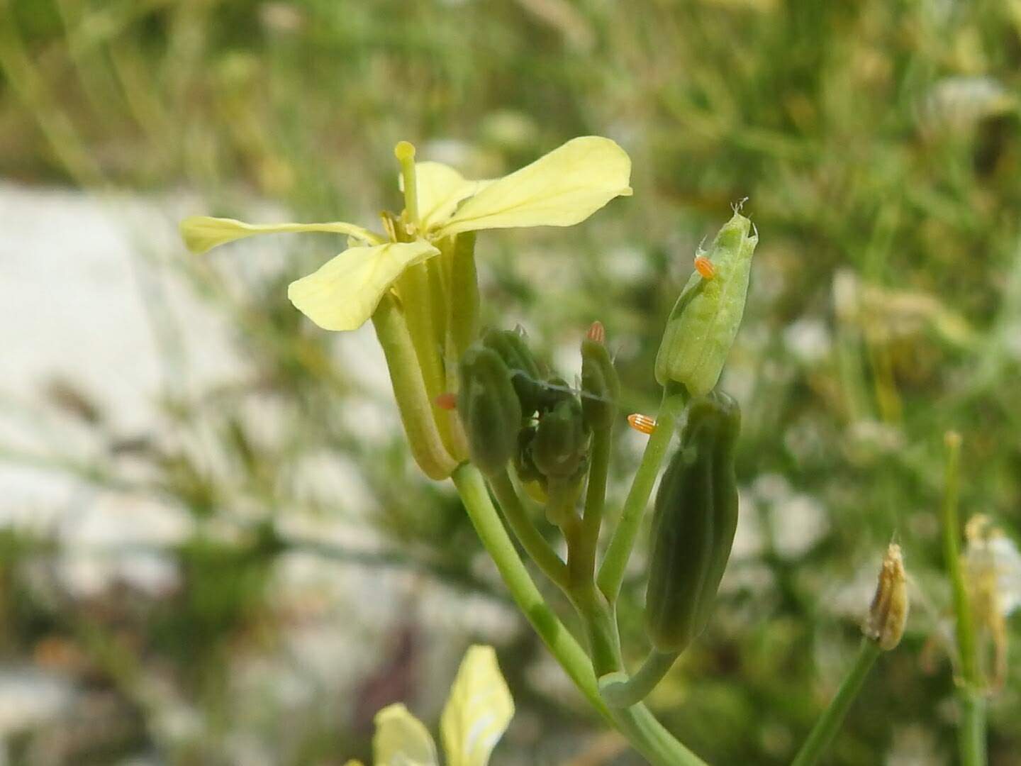 Raphanus raphanistrum