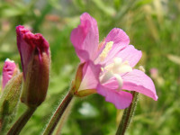 Epilobium hirsutum