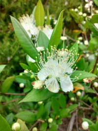 Myrtus communis