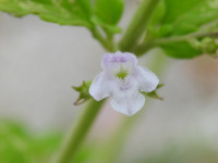 Clinopodium nepeta