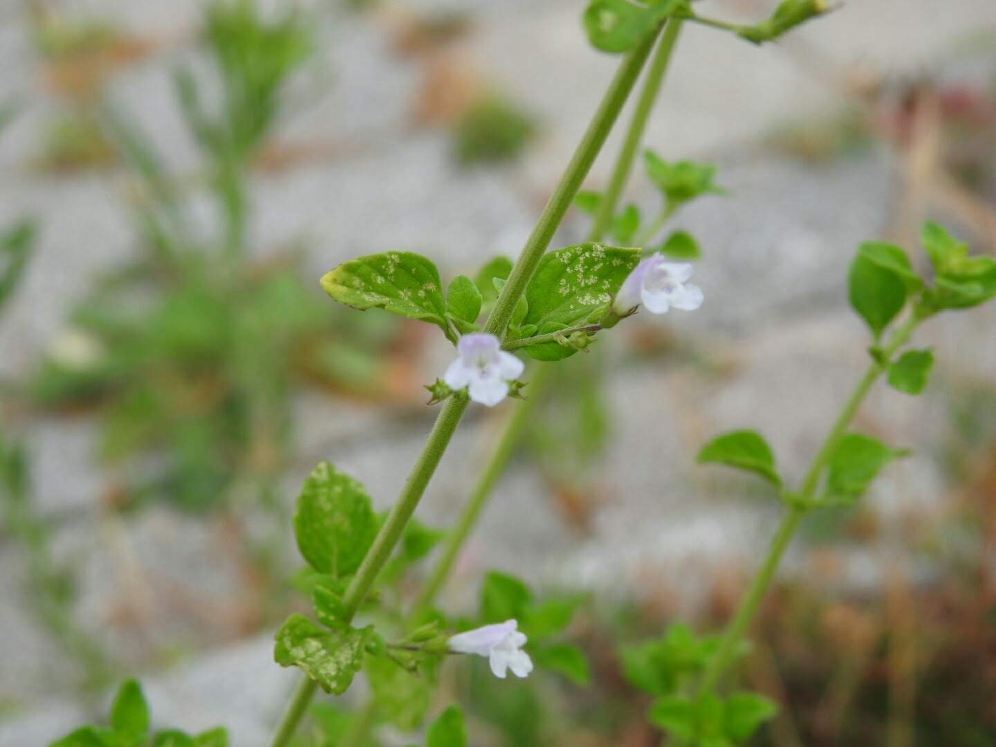 Clinopodium nepeta