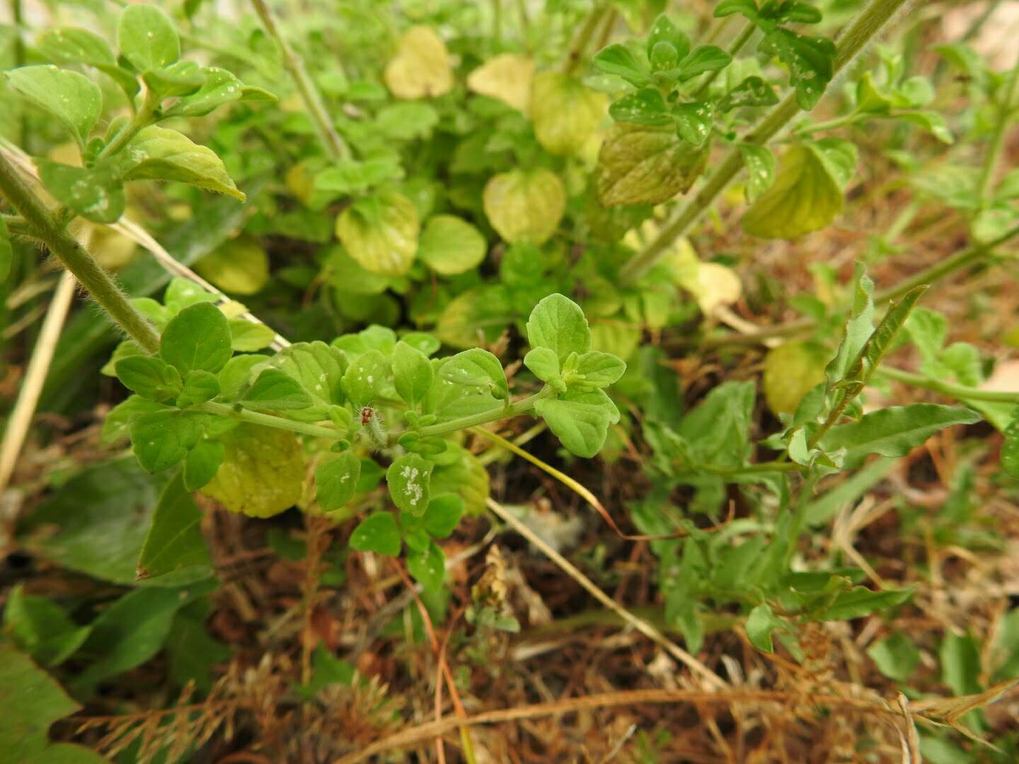 Clinopodium nepeta