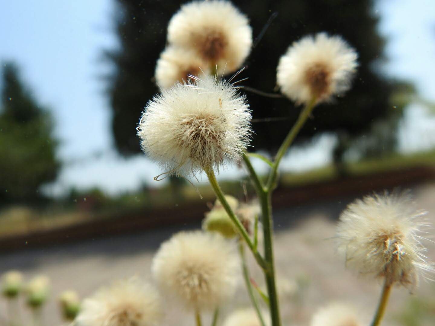 Erigeron sumatrensis