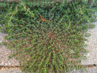 Euphorbia prostrata