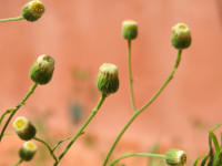 Erigeron sumatrensis