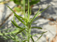 Erigeron sumatrensis