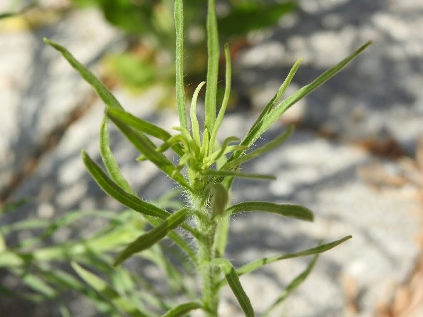 Erigeron sumatrensis