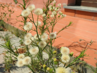 Erigeron sumatrensis
