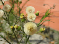 Erigeron sumatrensis