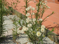 Erigeron sumatrensis