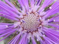 Galactites tomentosus