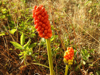 Arum italicum