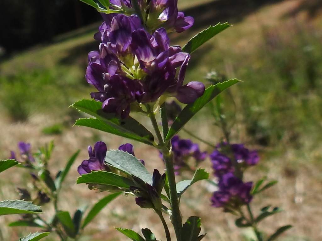 Medicago sativa