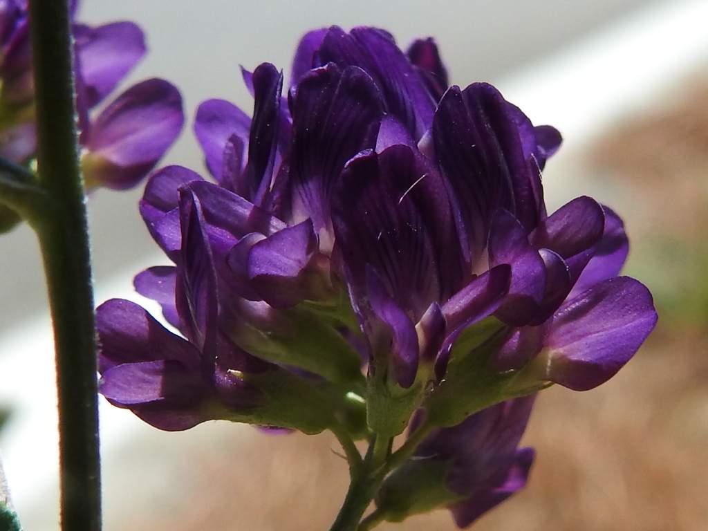 Medicago sativa