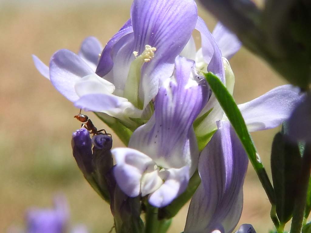Medicago sativa