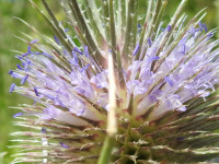 Dipsacus fullonum