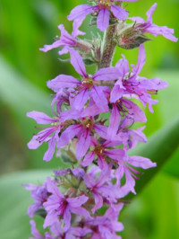 Lythrum salicaria