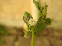 Salpichroa origanifolia