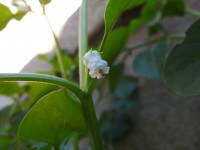 Salpichroa origanifolia