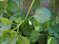 Salpichroa origanifolia