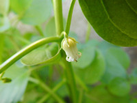 Salpichroa origanifolia