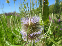 Dipsacus fullonum
